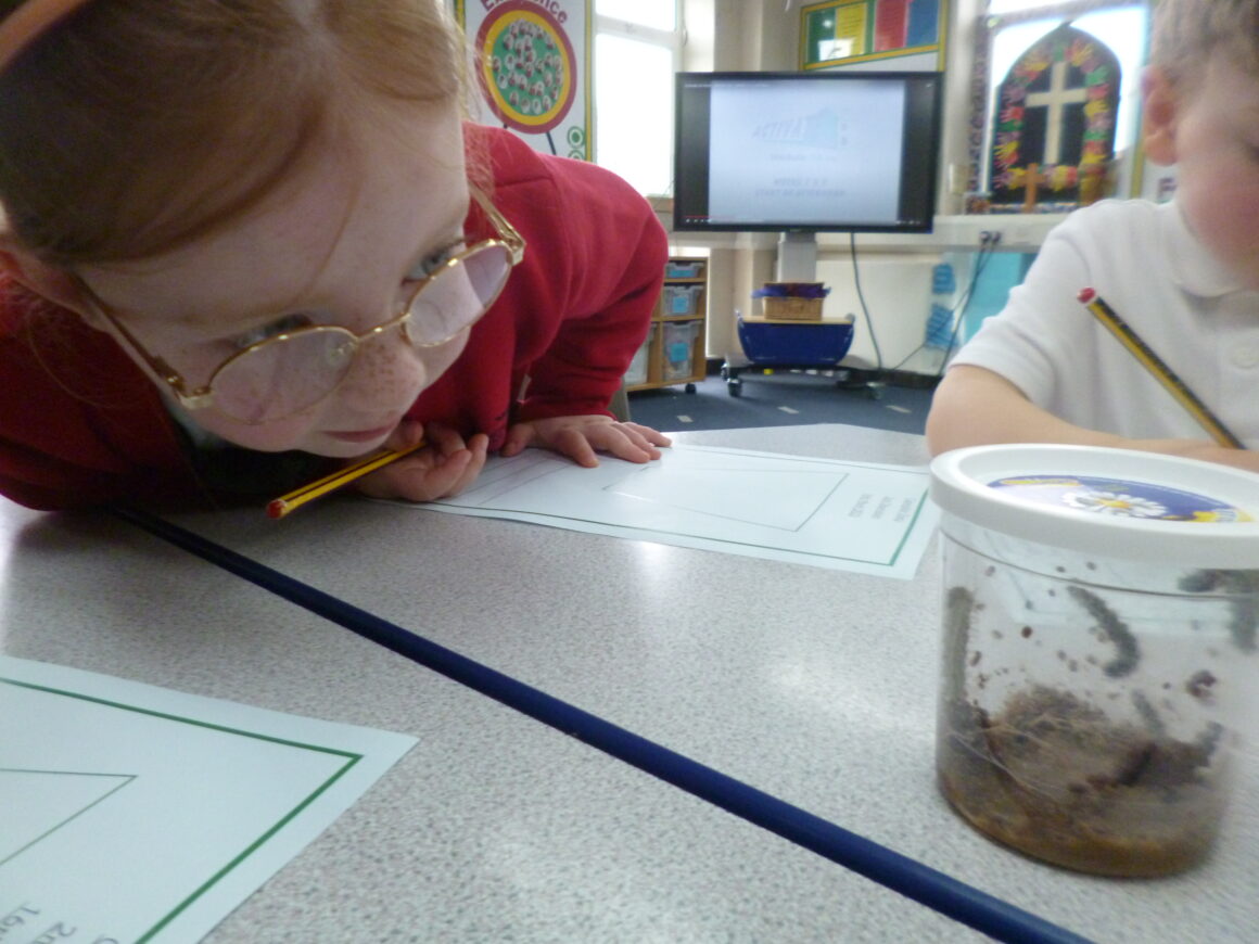 Class R’s Caterpillar Investigations